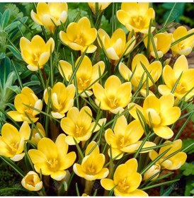 Resim Crocus Romance Sarı Çiğdem Soğanı 15 Adet Soğan 