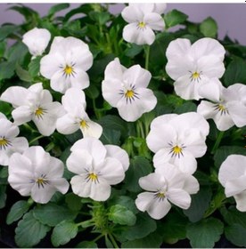 Resim White Cornuta Violet Menekşe Çiçeği Tohumu 100 Tohum 