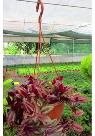 Resim Telgraf Çiçeği 10 Adet - Kara Sevda Çiçeği - Askılı Saksıdatelgr 