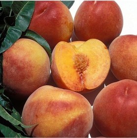 Resim Tüplü Aşılı Orta Erkenci Koyu Kırmızı Spring Bella Şeftali Fidanı 
