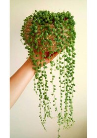 Resim 13 Litre Tesbih Çiçeği Ekim Ve Bakım Torfu 