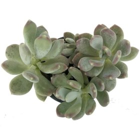 Resim Bitkim Sende Pachyphytum Glutinicaule Sukulent Bitki 