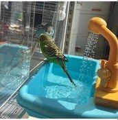 Resim Fochsia Kolay Temizlenir Mavi Papağan Banyosu Kirletmeyen Kendinden Temizlemeli Küçük Kuşlar İçin Dayanıklı Pc Malzeme 