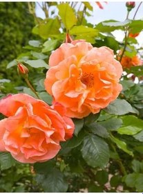 Resim Videolu Sarmaşık Gül Turuncu Renkli(60 80 Cm)1 Adet Saksılı Aşılı Gül Orange Rose 