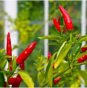 Resim Birds Eye Acı Mini Chili Pepper Biber Tohumu 70 Tohum 