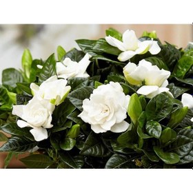 Resim Saksıda Kokulu Gardenya Çiçeği 