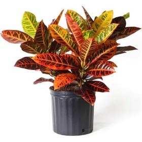 Resim Renkli Yapraklı Kraton Çiçeği Sevgililer Gününe Özel Kurdele Çiçeği Bitki 