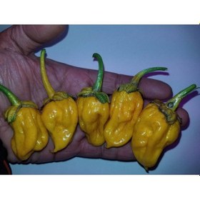 Resim 20 Adet Lucifer's Lemons Biber Tohumu 