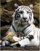 Resim Altın 5d Dıy Daimond Boyama Tam Yuvarlak Matkap Ayçiçeği Aimond Nakış Çapraz Dikiş Kiti Resimleri 40x50cm 