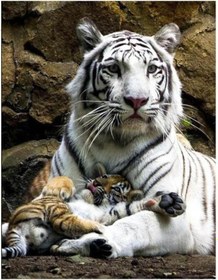 Resim Altın 5d Dıy Daimond Boyama Tam Yuvarlak Matkap Ayçiçeği Aimond Nakış Çapraz Dikiş Kiti Resimleri 40x50cm 