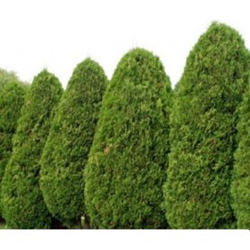 Resim Doğal Mazı Tohumu 20 Tohum 