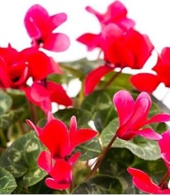 Resim Videolu Canlı Kırmızı 1 Adet Sıklamen Çiçeği Saksılı 25-50Cm (Cyclamen) 