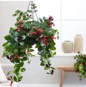 Resim Ruj Çiçeği - Askılı Saksıda 