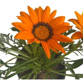 Resim Gazanya Çiçeği/ Gazania Rigens Saksılı 30-50cm 2 Adet Çiçeksiz 