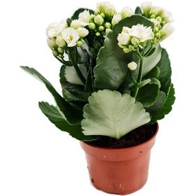 Resim Saksıda Canlı Kalonşo Çiçeği Kalanchoe blossfeldiana 