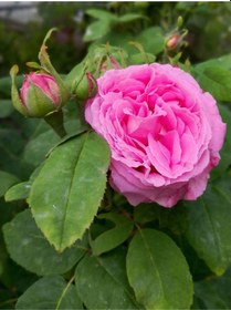 Resim Bitkim Sende Isparta Pembe Yediveren Kokulu 30-60 Cm 10 Adet Saksılı/tüplü Aşılı Güller Isparta Rose 