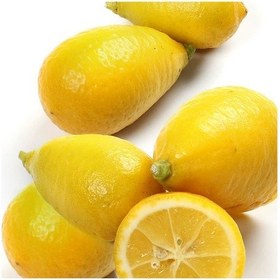 Resim 6 Yaş Aşılı Limequat Süs Limonu Fidanı. Torbada N11.526 