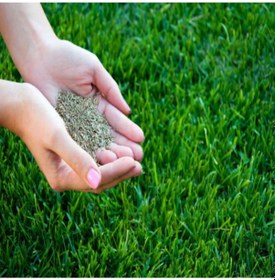 Resim Çim Tohumu 3 Lü Karaşım Ithal Çim Tohumu 1000 Gram Tohum 