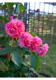 Resim Videolu Yediveren Sarmaşık Mis Kokulu Pembe Gül Fidanı 3 Adet Saksılı 40-65 Cm Climbing Pink Rose 