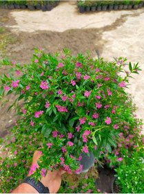 Resim Kufeya Cennet Çiçeği 