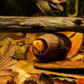 Resim 3 Adet Akvaryum Balık Tankı Manzara Dekorasyonu Simülasyon Saklanma Yeri 