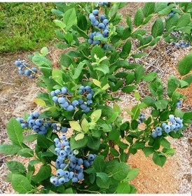 Resim Tüplü Legacy Yaban Mersini Likapa Fidanı 