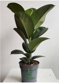 Resim Hediyelik Mini Boy Kauçuk Çiçeği Canlı Yapraklı 20-45Cm (Ficus Elastica), GDB15112024NA20 