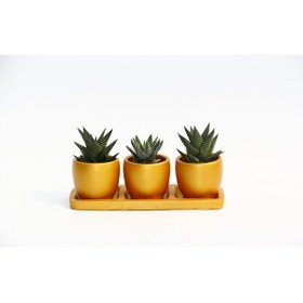 Resim Trio Orange Sukulent Seti - Haworthia Limifolia - Pumi 