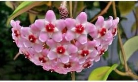 Resim Mum Çiçeği Fidesi Köklenmiş Hoya Pembe (Saksılı 10-15Cm), FideBitki155 