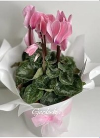 Resim Pembe Renk Sıklamen Çiçeği 1 Adet Kadınlar Günü 