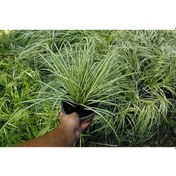 Resim Carex Evergold 20 Adet - Çok Yıllık Otsu Bitki 