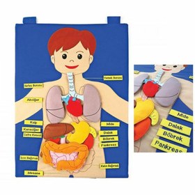 Resim AND-5120 CIRTLI VÜCUDUMUZ PANO 