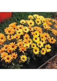 Resim Sarı Golden Yellow Afrika Papatyası Çiçeği Tohumu 30 Tohum 