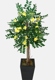 Resim Yapay Çiçek Deposu Yapay Sibirya Bezelye Ağacı Caragana Arborescens 120 Cm 