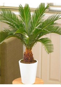 Resim Cycas Ağacı Tohumu Sikas Ağacı Tohumu Revoluta Süs Ağacı 10 Adet Dev Tohum 
