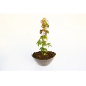 Resim Bonsai Japon Akçaağacı Acer Palmatum Saydam Saksıda 3 Adet 