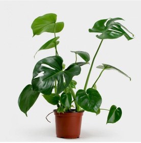 Resim Deve Tabanı Bitkisi 40-50cm Monstera Deliciosa 