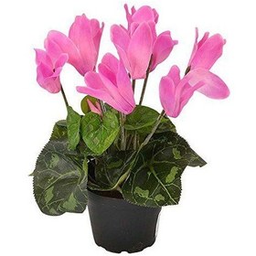 Resim Pembe Siklamen Çiçeği 5 Adet 