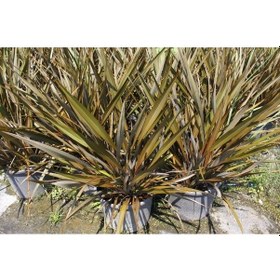 Resim Phormıum Tenax 10 Adet - Tropik Saz Bitkisi - Bordo Renkli 