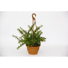 Resim Yeşim Ağacı 3 Adet Crassula Portulacaria - Askılı Saksıda l 