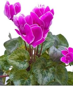 Resim Videolu Parlak Yapraklı Sıklamen Çiçeği (20 35 Cm)3 Adet Hediyelik Canlı Çiçek Cyclamen 