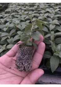 Resim Sarkan Dev Çiçekli Fuchusia Karışık Küpeli Küpe Çiçeği Fidesi 10 Fide 