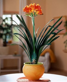 Resim Clivia Miniata – Klivya 