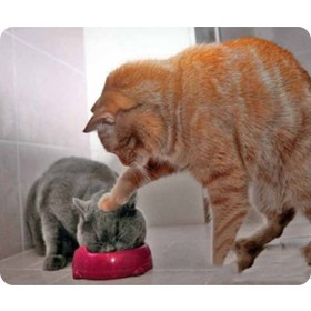 Resim Moveevo Kedi Desenli 180x220mm Anti-skayak Oyuncu Mouse Pad - Yumuşak, Temizlenebilir, Bilgisayar/notebook Uyumlu Diğer 
