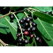 Resim TÜPLÜ KARAYEMİŞ (Prunus Laurocerasus) FİDANI 120-150 CM 