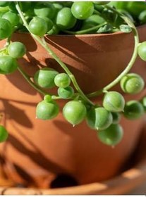 Resim Videolu Tesbih Boncuk Çiçeği 1 Adet Saksılı 20-40 Cm İç Mekan Bitkisi (Senecio Rowleyanus) 