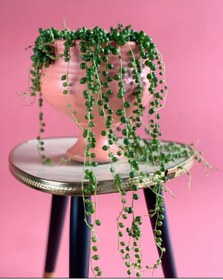 Resim CoolConceptFlower Tam Yuvarlak Tesbih Çiçeği Xl 