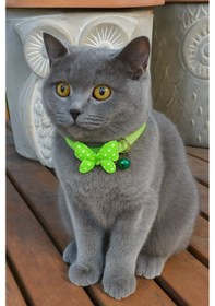 Resim Mıt Kedi Boyun Tasması Kelebekli Yeşil 