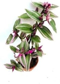 Resim Tradescantia Nanouk Pembe Telgraf Çiçeği Ithal 12.Cm .Büyük Boy Saksıda, BTS03062025BYB01 