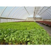 Resim 8 X22m 350 Mikron Eva Uv Katkılı 36 Aylık Sera Naylonu Kalın Sera Örtüsü Branda 